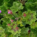 Pelargonium x 'Le Croco'